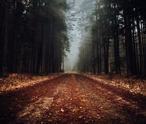 Превью обои лес, дорога, туман, природа