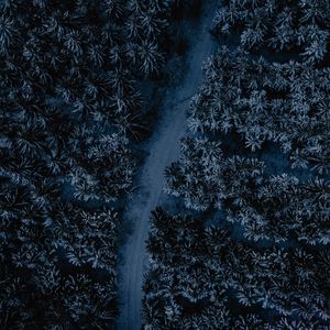 Превью обои лес, дорога, вид с воздуха, верхушки, извилистый