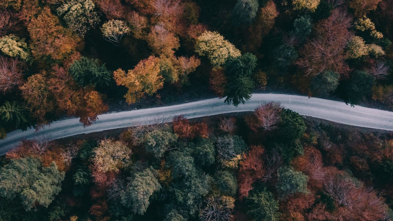Обои лес, дорога, вид сверху, деревья, верхушки