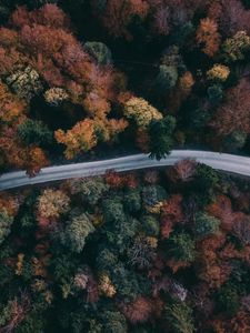 Превью обои лес, дорога, вид сверху, деревья, верхушки