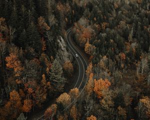 Превью обои лес, дорога, вид сверху, обзор, высота