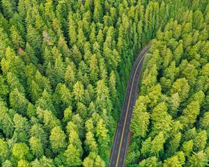 Превью обои лес, дорога, вид сверху, деревья, сосны