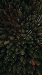 Превью обои лес, дорога, вид сверху, деревья, лужи