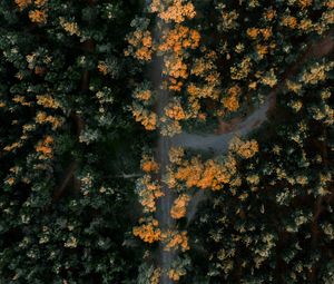 Превью обои лес, дорога, вид сверху, деревья, высота, обзор