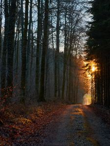 Превью обои лес, дорога, закат, природа