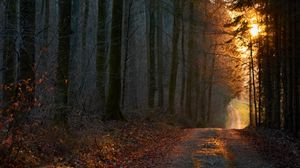 Превью обои лес, дорога, закат, природа
