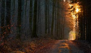 Превью обои лес, дорога, закат, природа