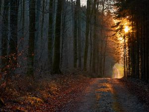Превью обои лес, дорога, закат, природа