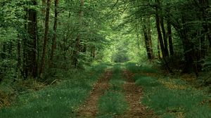 Превью обои лес, дорожка, деревья, зелень, природа, лето