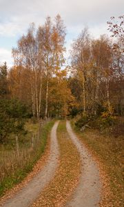 Превью обои лес, дорожка, деревья, листья, осень, пейзаж