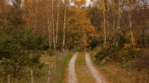 Превью обои лес, дорожка, деревья, листья, осень, пейзаж