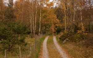 Превью обои лес, дорожка, деревья, листья, осень, пейзаж