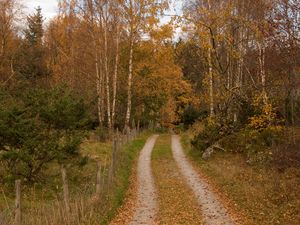 Превью обои лес, дорожка, деревья, листья, осень, пейзаж