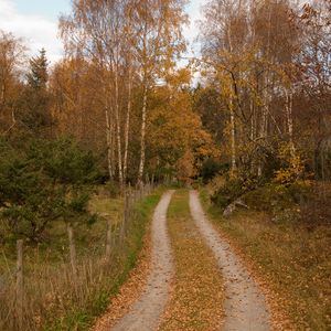 Превью обои лес, дорожка, деревья, листья, осень, пейзаж