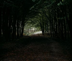 Превью обои лес, дорожка, тоннель, темный, деревья