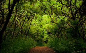 Превью обои лес, дорожка, тропа, зеленый, неизвестность, дебри