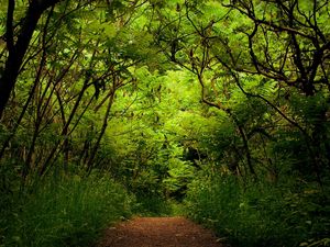 Превью обои лес, дорожка, тропа, зеленый, неизвестность, дебри
