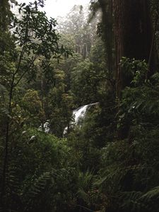 Превью обои лес, джунгли, водопад, деревья, кусты