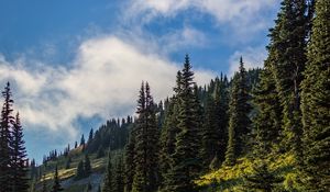 Превью обои лес, ель, деревья, тропинка, цветы, склон