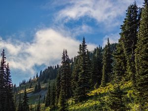 Превью обои лес, ель, деревья, тропинка, цветы, склон