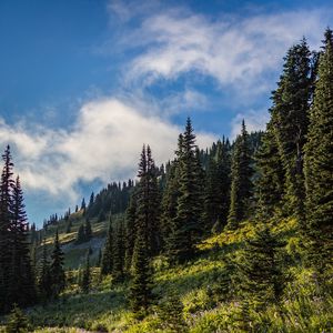 Превью обои лес, ель, деревья, тропинка, цветы, склон