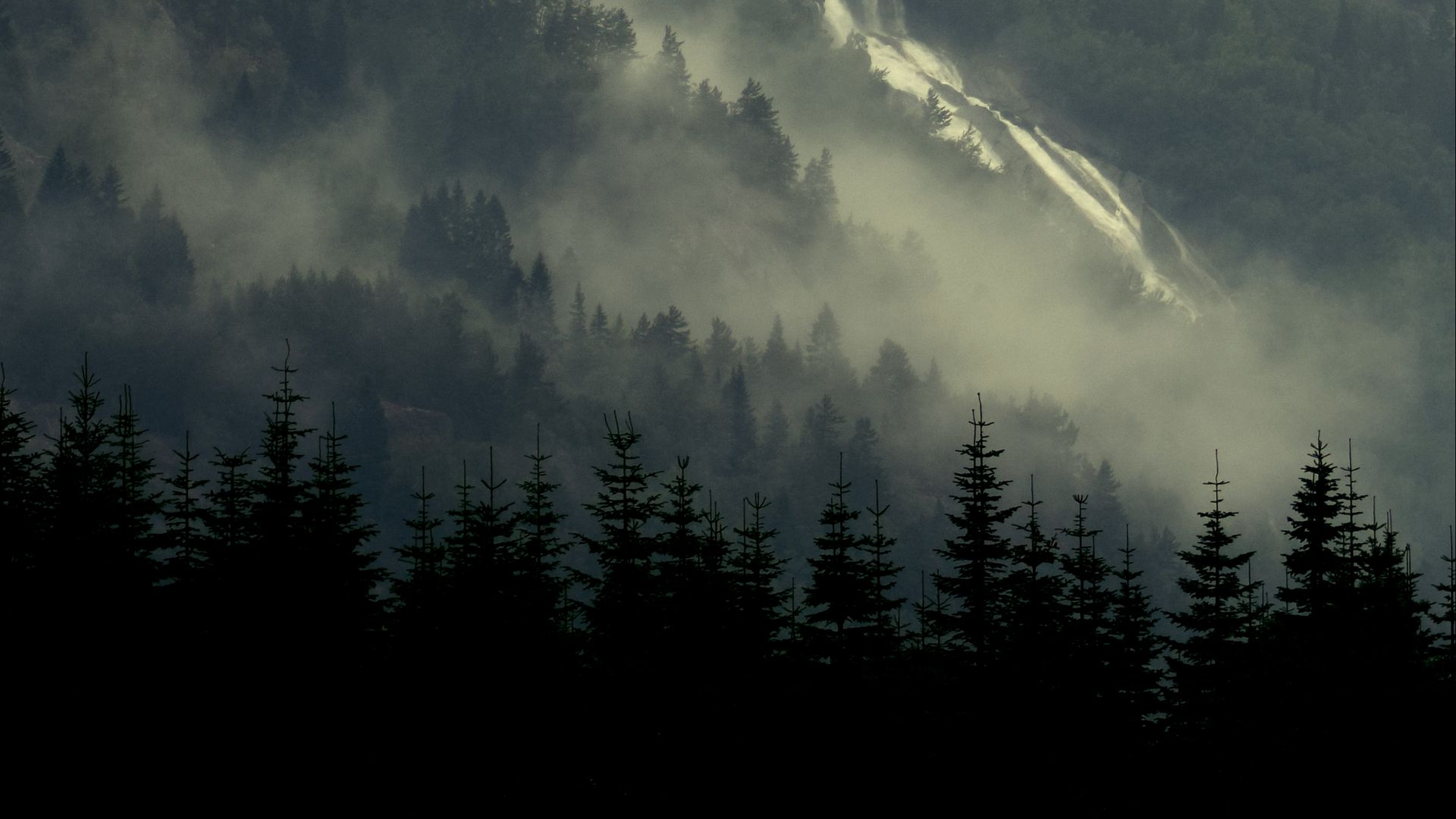 Хвойный лес в тумане 1080 HD
