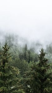 Превью обои лес, елки, деревья, туман, природа