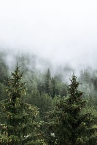 Превью обои лес, елки, деревья, туман, природа