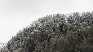 Превью обои лес, гора, склон, деревья, природа