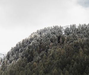 Превью обои лес, гора, склон, деревья, природа