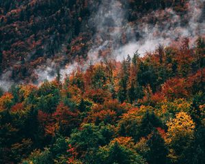 Превью обои лес, гора, вершина, склон, облака