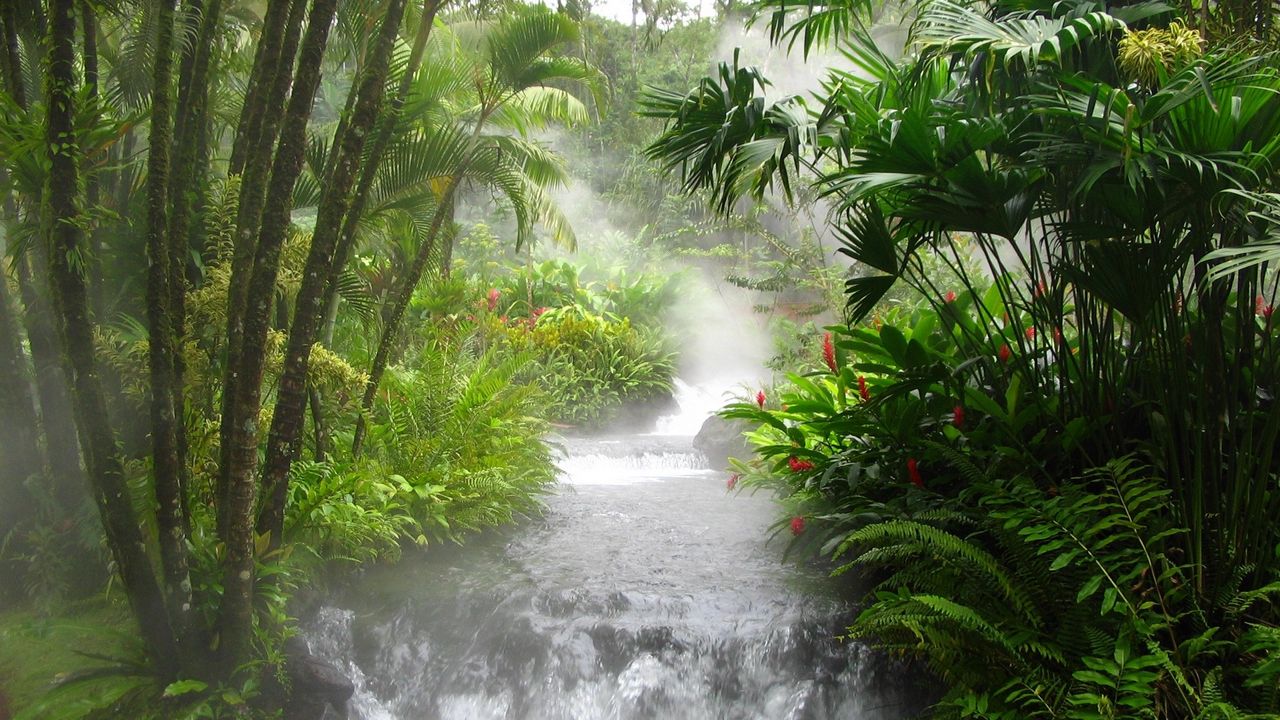 Обои лес, горная река, водопад, флора, фауна, деревья, потоки