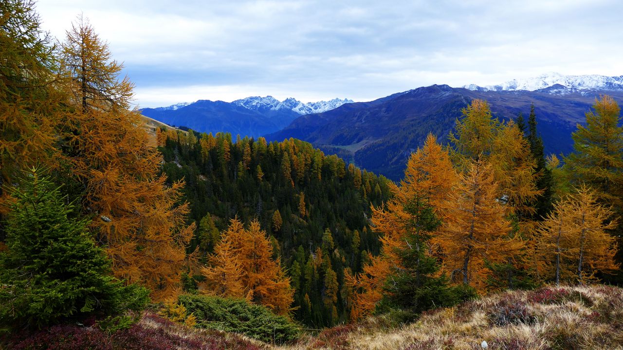 Обои лес, горы, деревья, осень