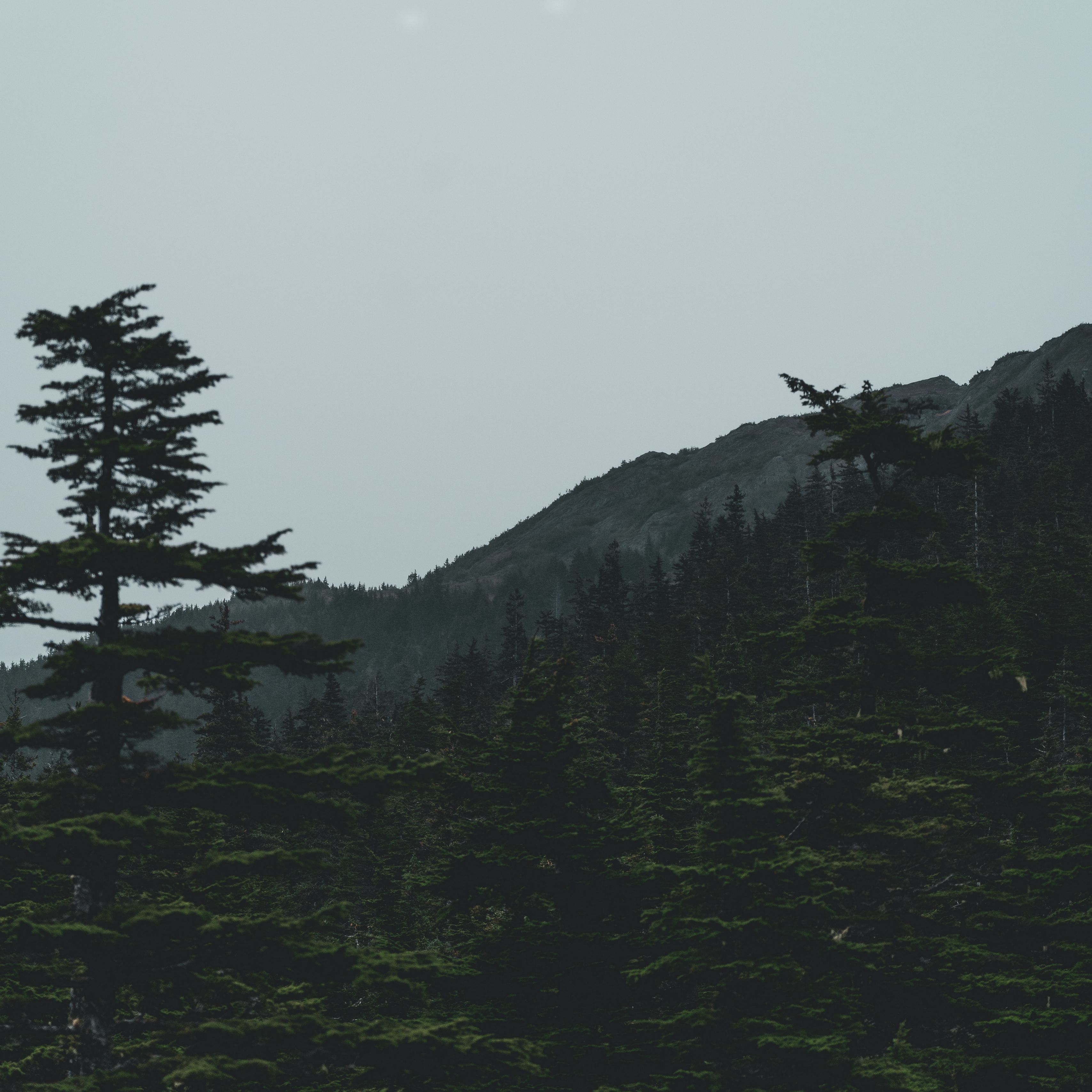 Деревья в горах темные