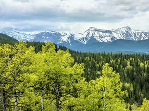 Превью обои лес, горы, облака, природа