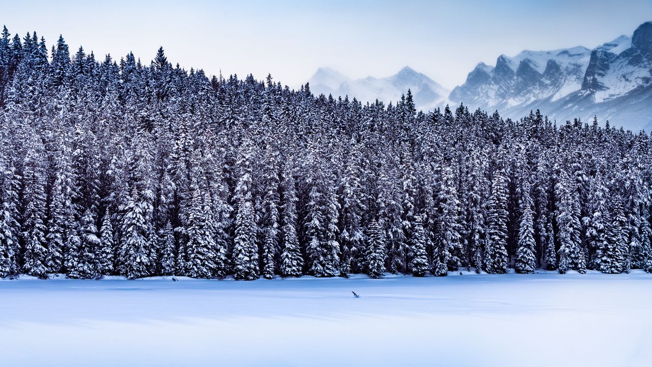 Обои лес, горы, пейзаж, снег, зима, природа