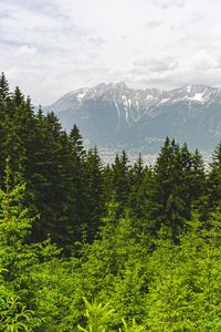 Превью обои лес, горы, пейзаж, деревья, сосны