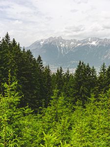 Превью обои лес, горы, пейзаж, деревья, сосны