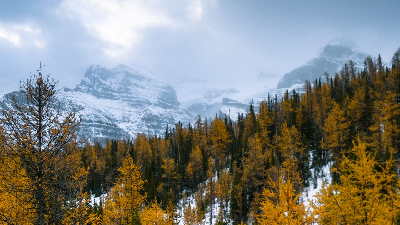 Обои лес, горы, пейзаж, снег, заснеженный