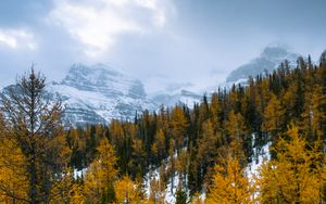 Превью обои лес, горы, пейзаж, снег, заснеженный