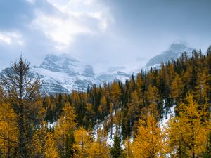 Превью обои лес, горы, пейзаж, снег, заснеженный