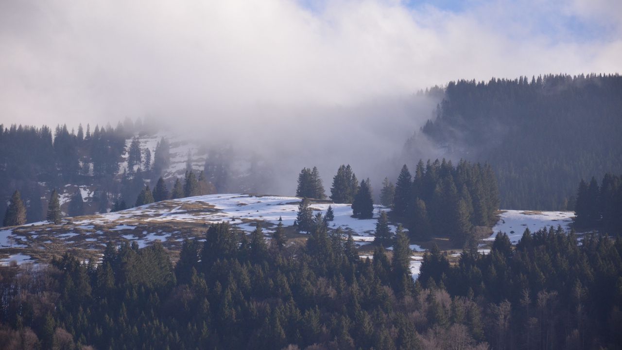 Обои лес, горы, снег, туман