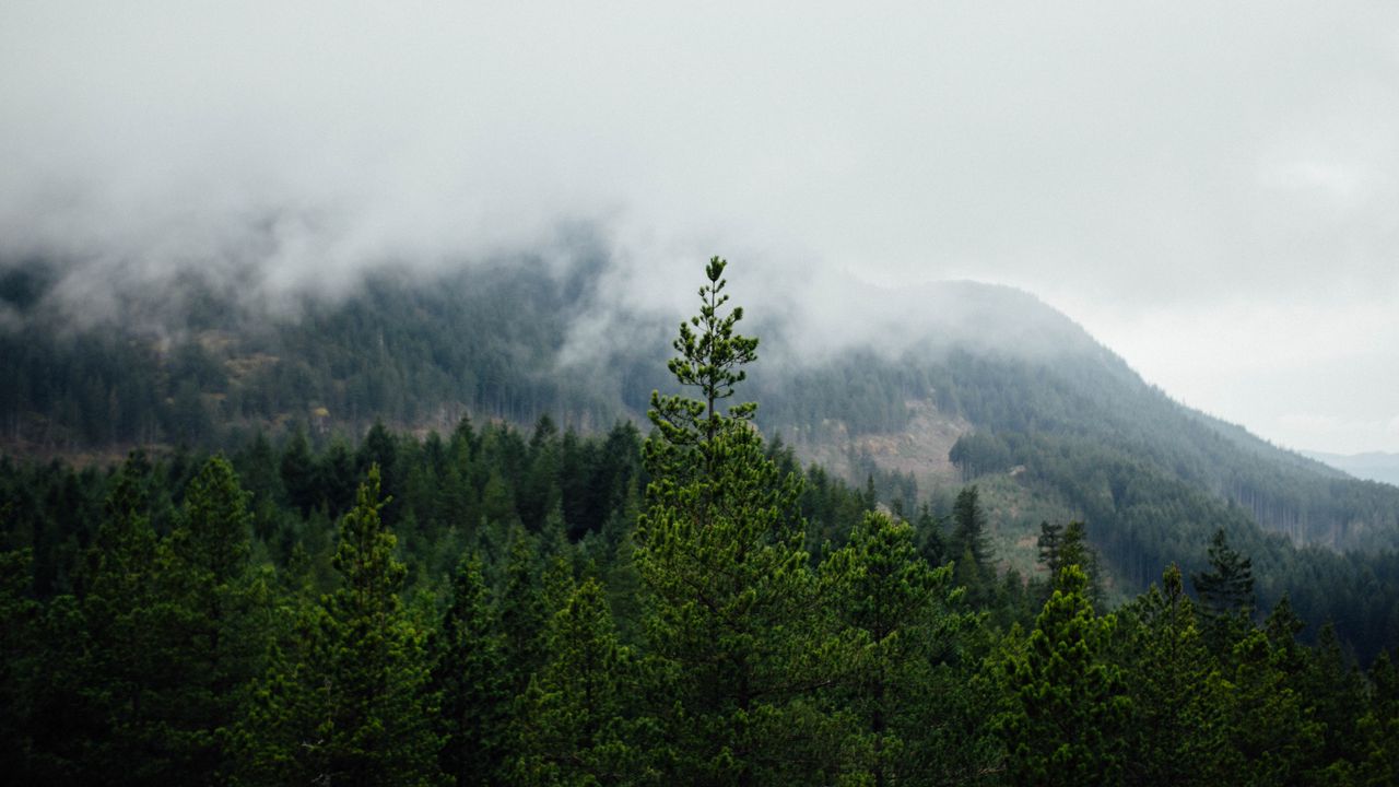 Обои лес, горы, туман, деревья, пейзаж