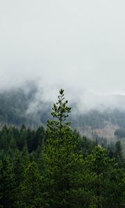 Превью обои лес, горы, туман, деревья, пейзаж