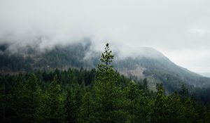 Превью обои лес, горы, туман, деревья, пейзаж