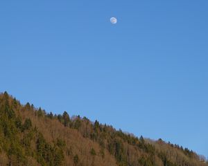 Превью обои лес, холм, луна, минимализм, природа