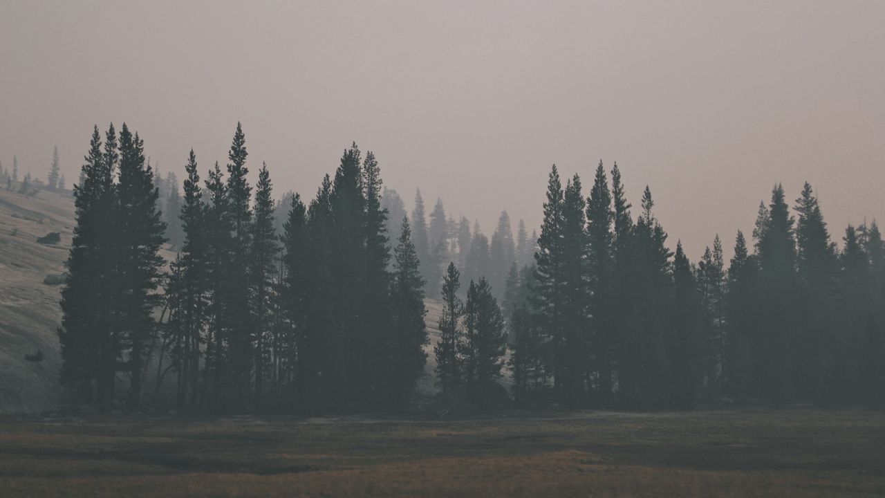Обои лес, холм, туман