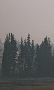 Превью обои лес, холм, туман