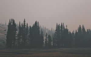 Превью обои лес, холм, туман