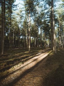 Превью обои лес, хвойный, сосны, тропинка, деревья